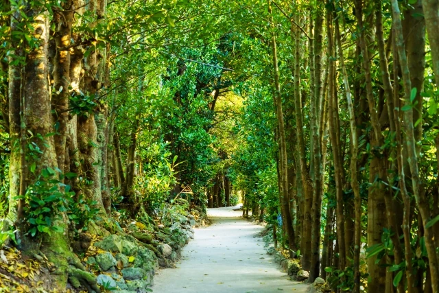沖縄,観光,フクギ並木