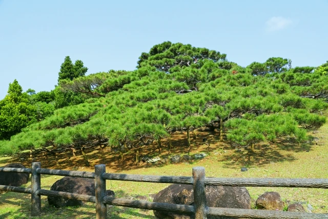 久米島の五枝の松